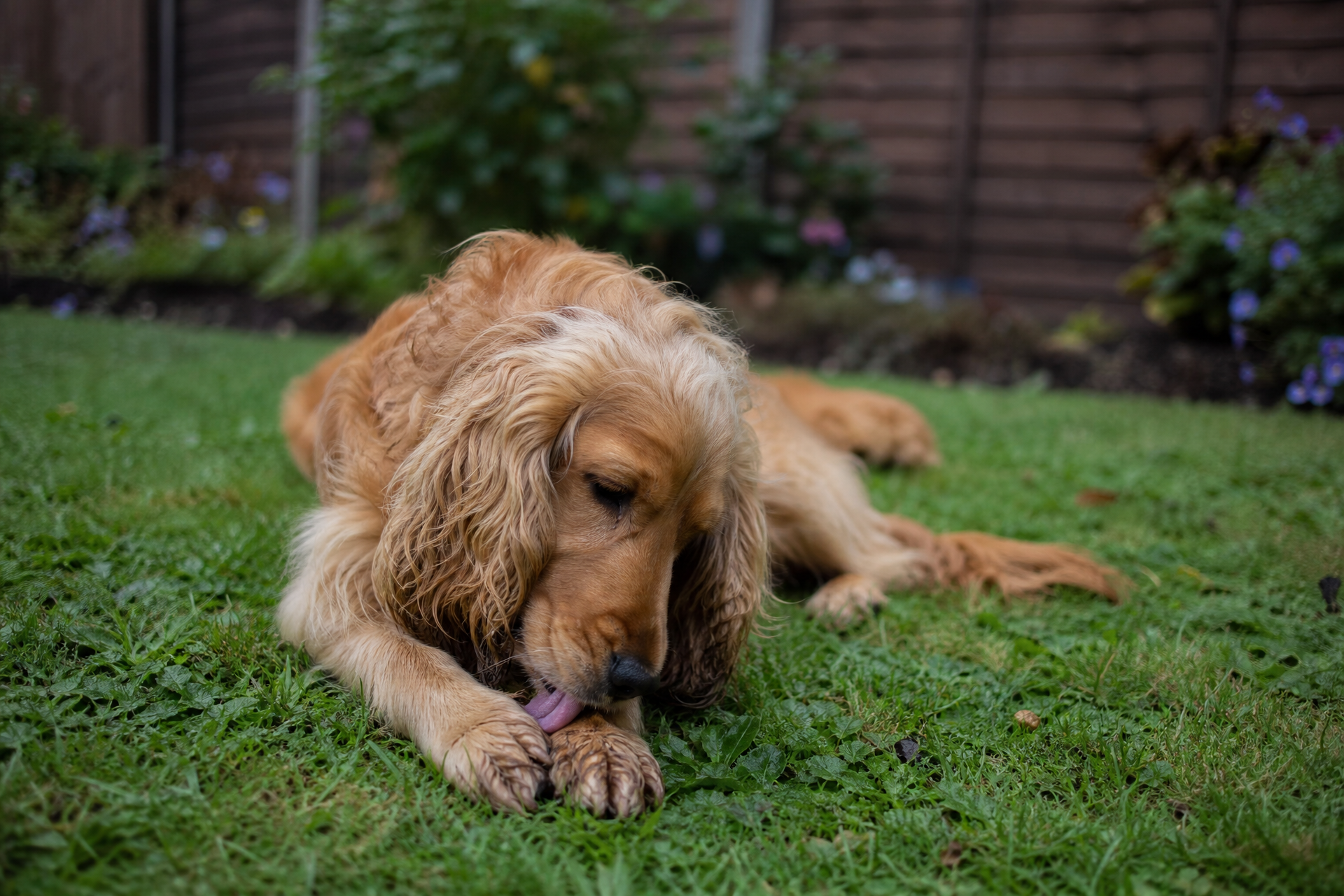 Cocker spaniel lying on a garden lawn licking its front paw