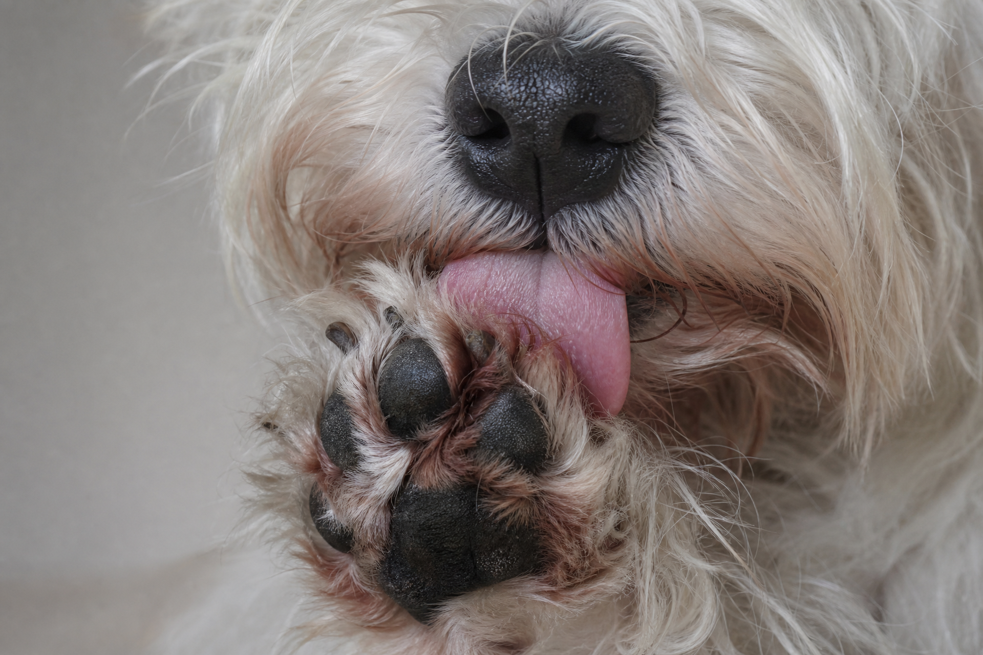 Close-up of a white terrier licking its paw