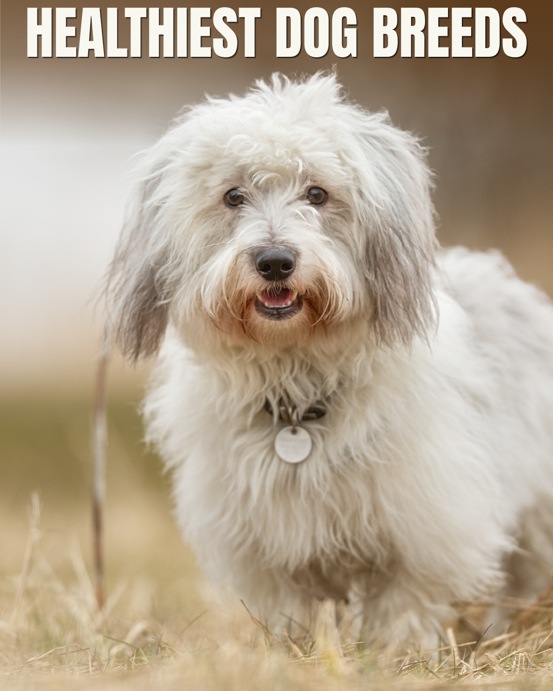 Canine Journal creative